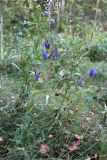 Gentiana pneumonanthe