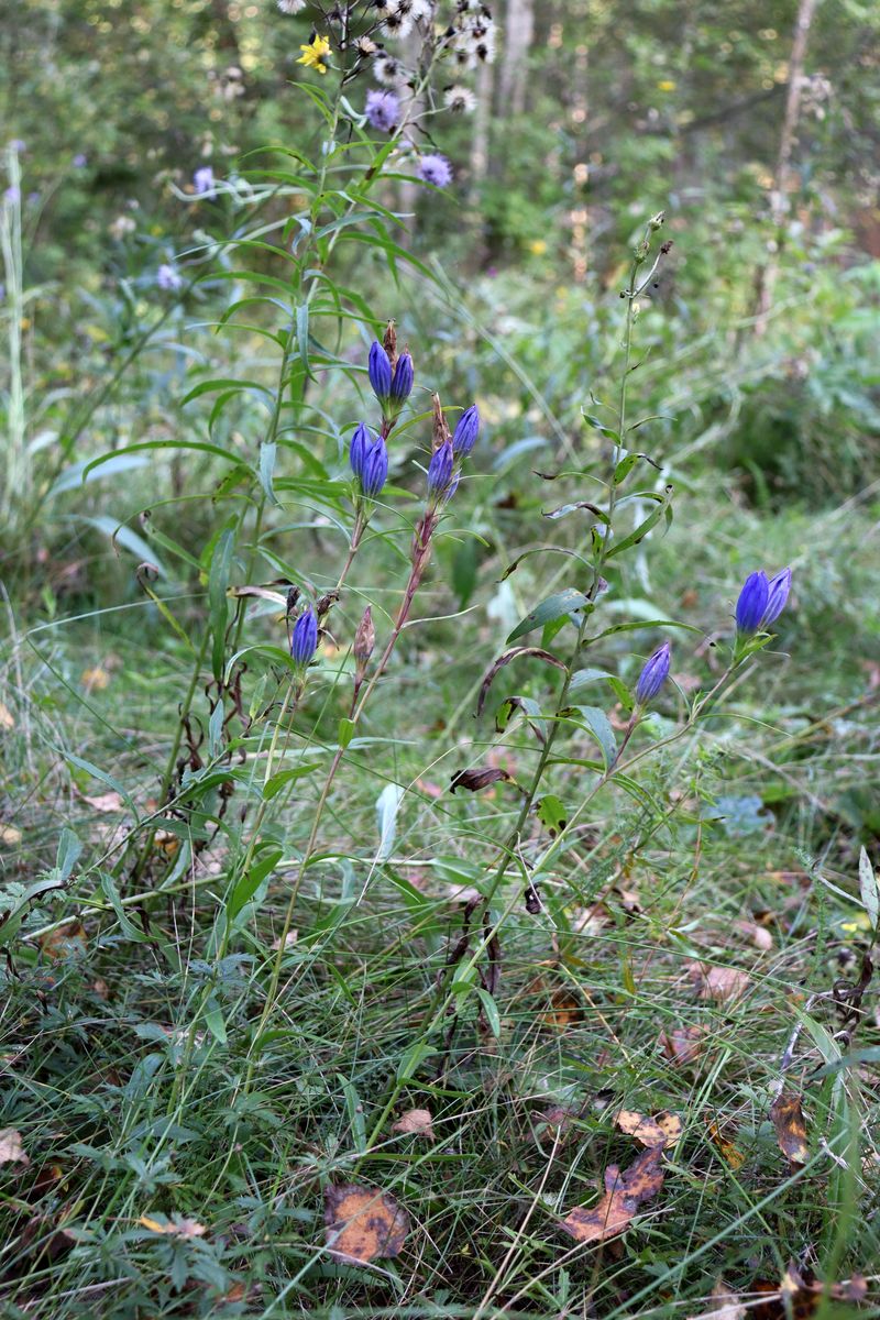 Image of Gentiana pneumonanthe specimen.