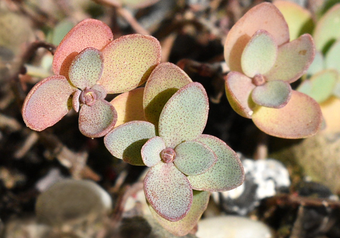 Image of Hylotelephium ewersii specimen.