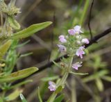 род Thymus. Соцветие и лист. Липецкая обл., Данковский р-н, 150 м от Камня Кудеяра, правый берег р. Дон, степь. 2 августа 2024 г.