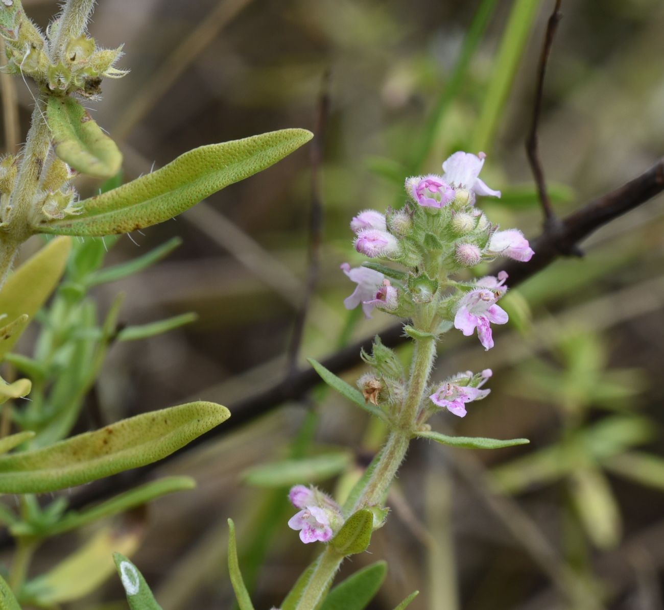 Image of genus Thymus specimen.