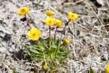 Ranunculus longicaulis разновидность pulchellus. Цветущее растение. Таджикистан, Горно-Бадахшанская автономная обл., Аличурский р-н, Южно-Аличурский хр., пер. Тагаркаты, выс. ≈ 4168 м н.у.м., сильно увлажнённая пойма реки. 4 июля 2024 г.