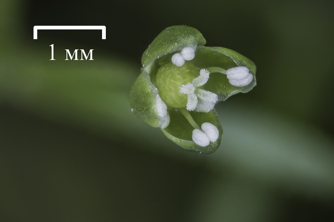 Image of Sagina procumbens specimen.