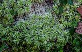 genus Sphagnum