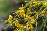 Parkinsonia aculeata. Соцветия с цветками, бутонами и незрелыми плодами. Турция, г. Анталья, Dokuma Park, в культуре. 01.06.2024.