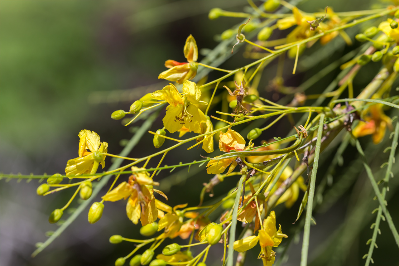 Изображение особи Parkinsonia aculeata.