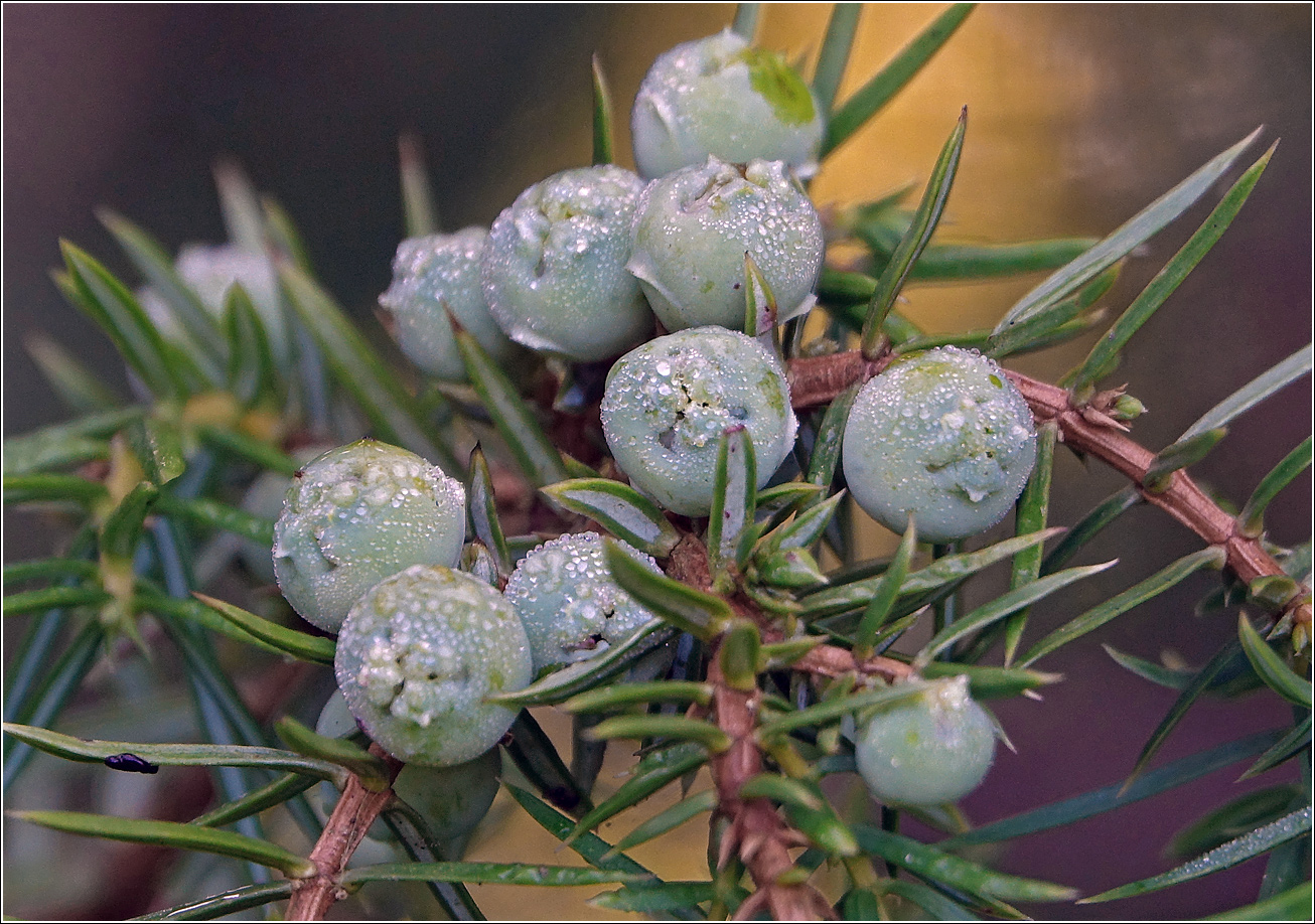 Изображение особи Juniperus communis.