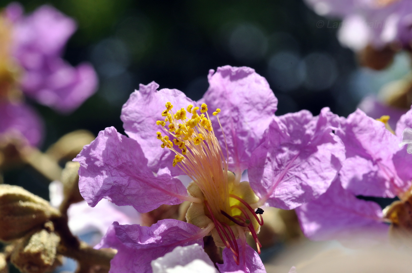 Image of Lagerstroemia speciosa specimen.