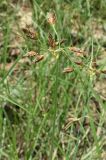 Bolboschoenus maritimus