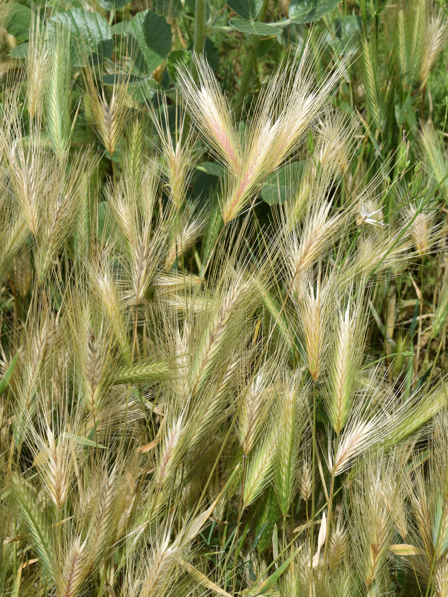 Изображение особи Hordeum leporinum.
