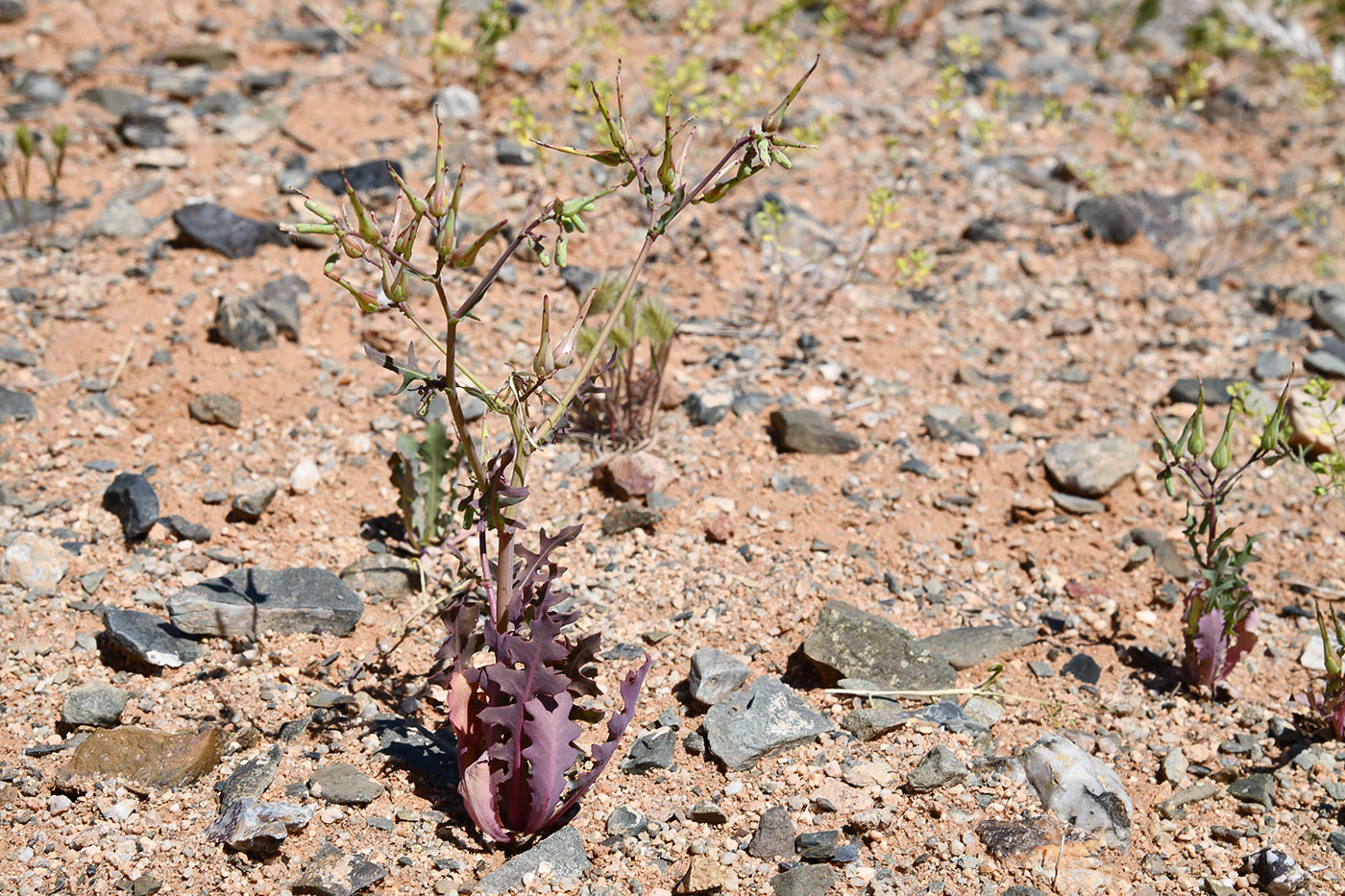 Image of Lactuca undulata specimen.