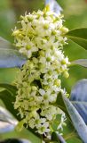 genus Ilex