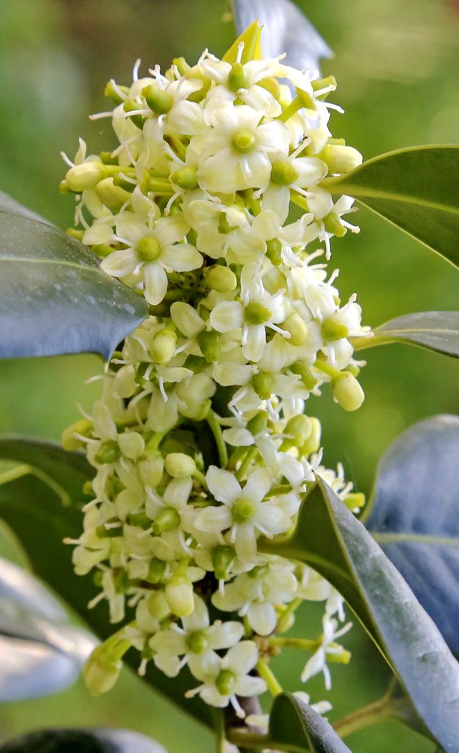 Image of genus Ilex specimen.