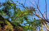 View full-size image Polypodium cambricum