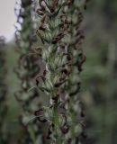 View full-size image Pedicularis uralensis