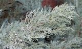 Смотреть изображение род Juniperus