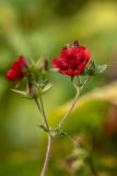 View full-size image Potentilla thurberi
