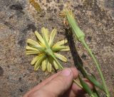 Смотреть изображение Tragopogon albinervis