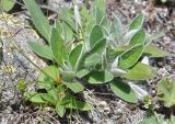 View full-size image Pilosella officinarum