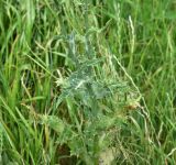 View full-size image Silybum marianum