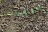 View full-size image Poterium polygamum