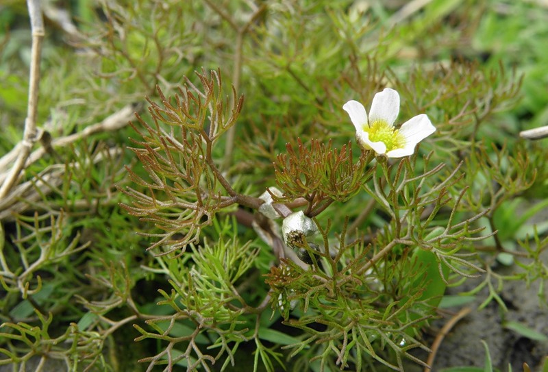 Image of Ranunculus rionii specimen.