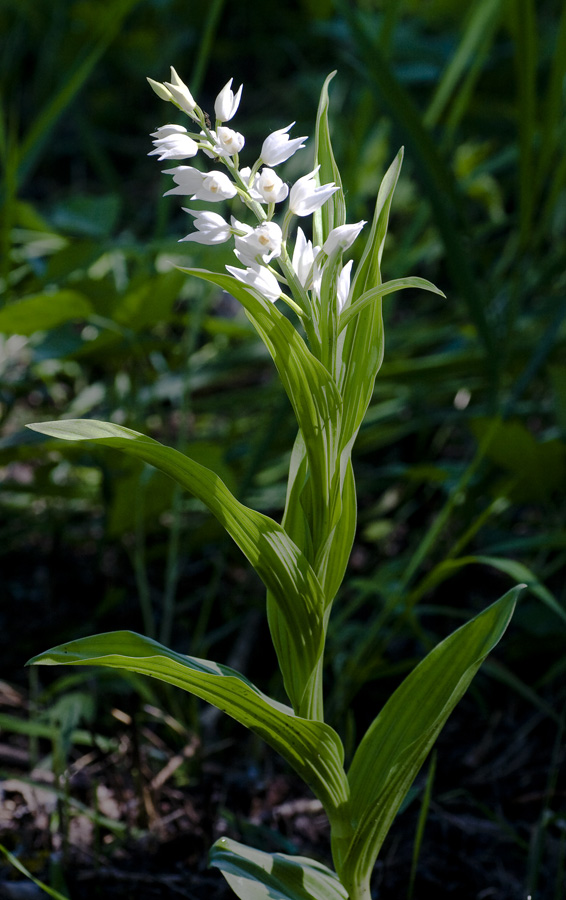 Image of Cephalanthera longifolia specimen.