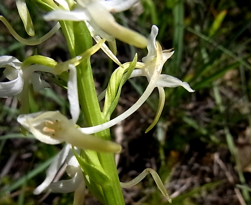 Image of Platanthera bifolia specimen.