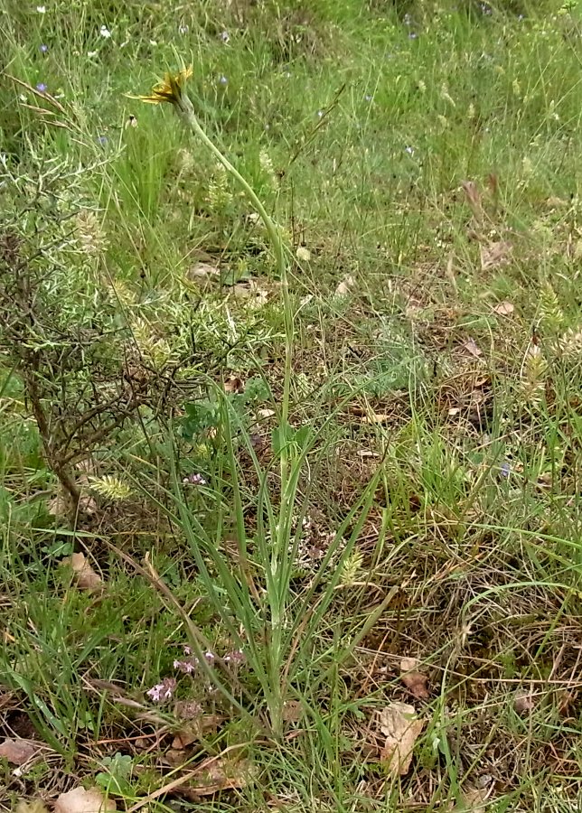 Изображение особи Tragopogon crocifolius.