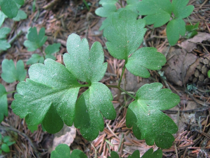 Image of Adoxa moschatellina specimen.