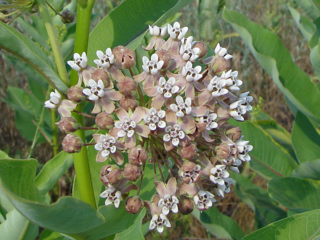 Изображение особи Asclepias syriaca.