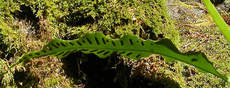 Image of Phyllitis scolopendrium specimen.