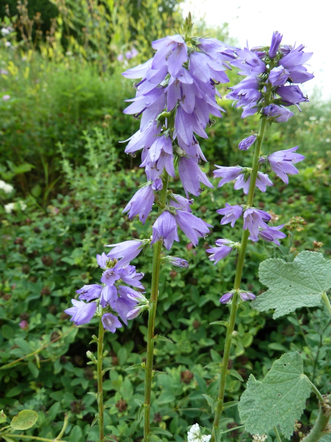 Image of Campanula bononiensis specimen.