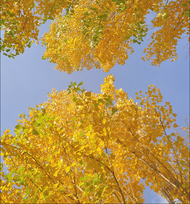 Image of Populus italica specimen.