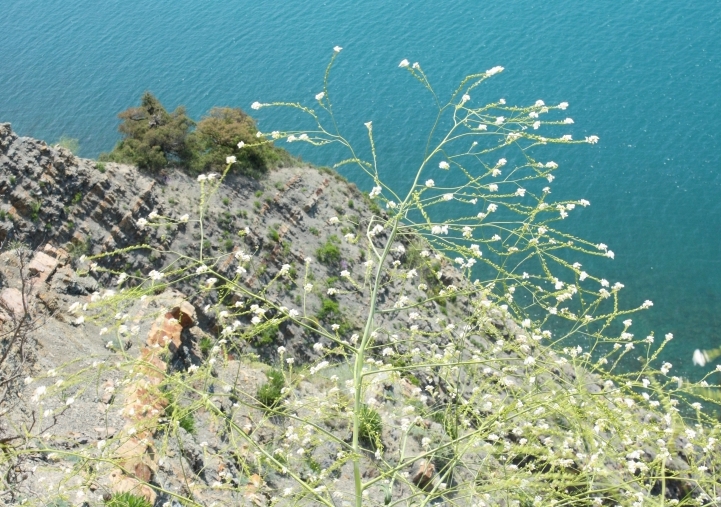 Image of Crambe koktebelica specimen.