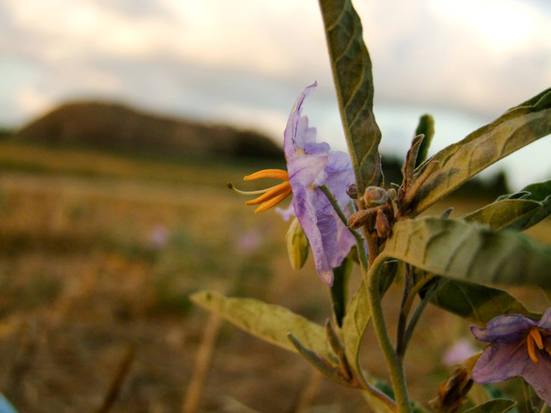 Изображение особи Solanum elaeagnifolium.