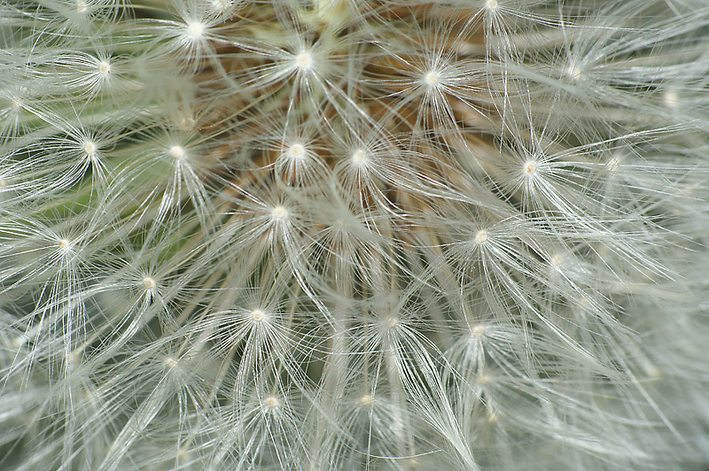 Изображение особи Taraxacum officinale.