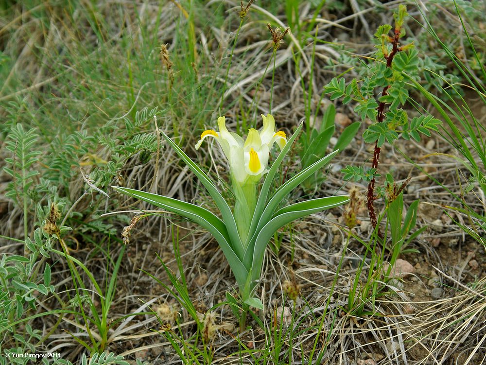 Image of Juno orchioides specimen.