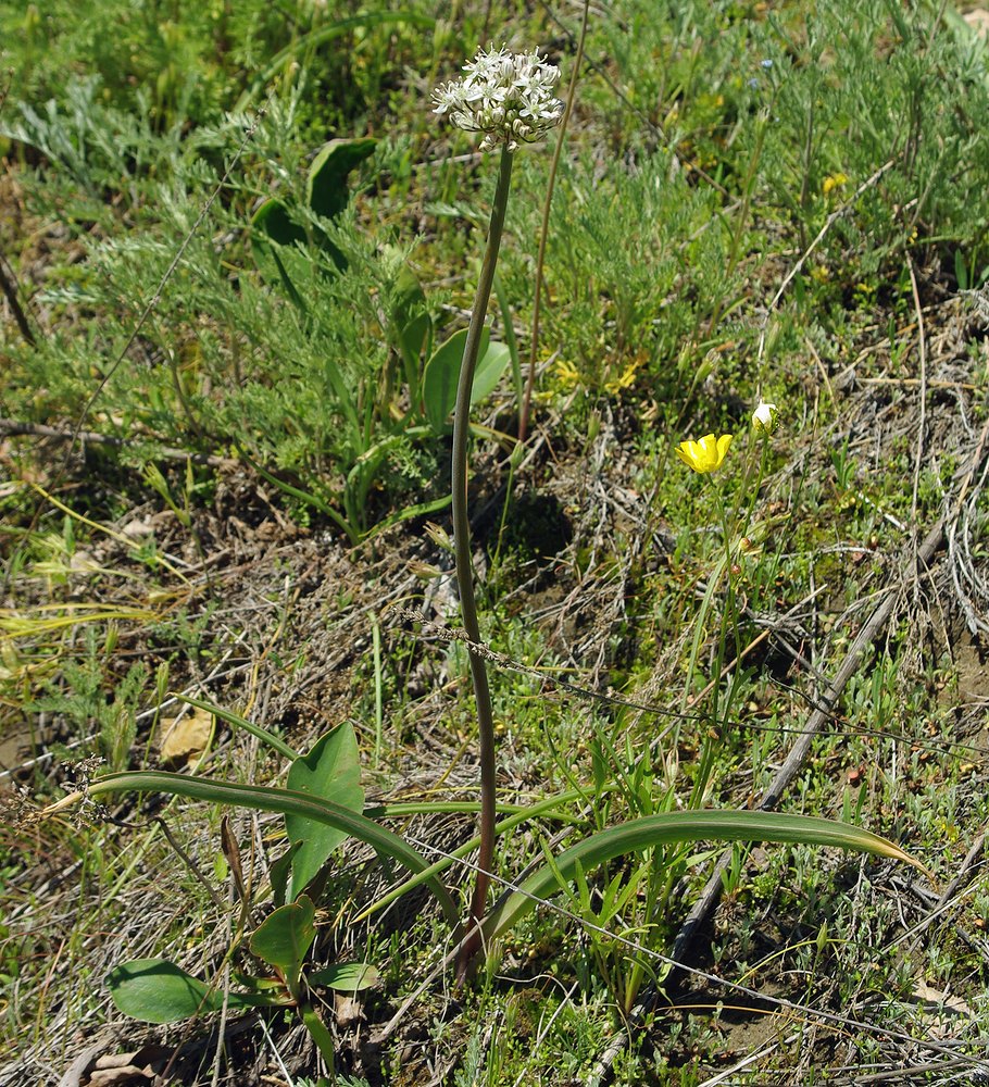 Изображение особи Allium tulipifolium.