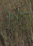 Glycyrrhiza glabra. Плодоносящее растение. Крым, северное Присивашье, степь у дороги. 19.07.2009.