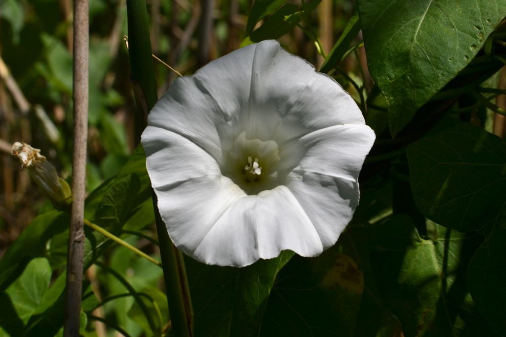 Image of Calystegia sepium specimen.