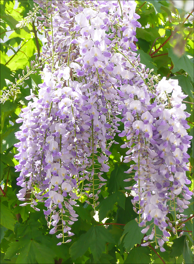 Image of Wisteria sinensis specimen.