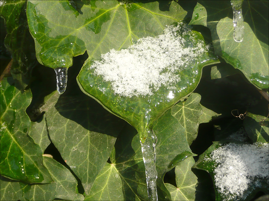 Image of Hedera helix specimen.