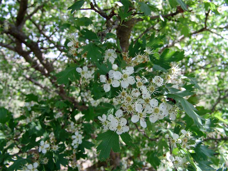 Image of Crataegus songarica specimen.