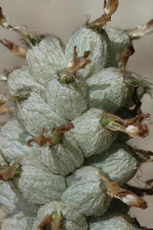 Изображение особи Astragalus kirilovii.