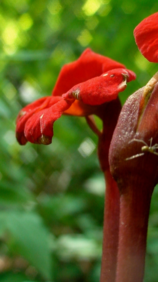 Image of Phelypaea coccinea specimen.