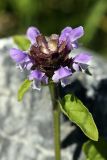 Prunella vulgaris