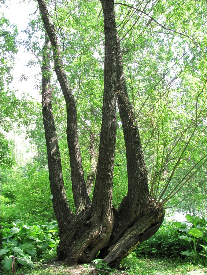 Image of Salix &times; lispoclados specimen.