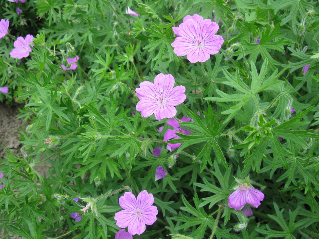 Изображение особи Geranium sanguineum.