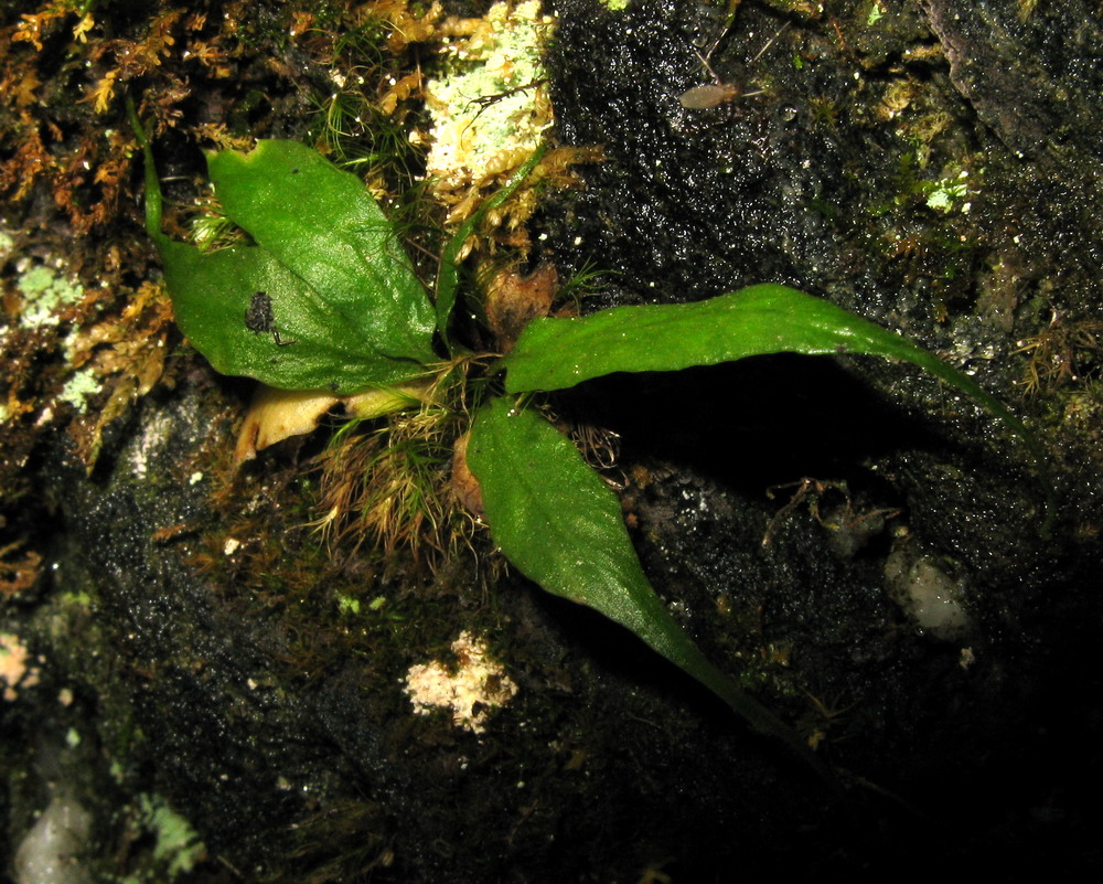 Image of Camptosorus sibiricus specimen.